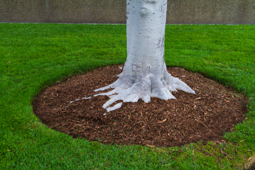 Tree,Trunk,Base,With,Mulch,And,Green,Grass
